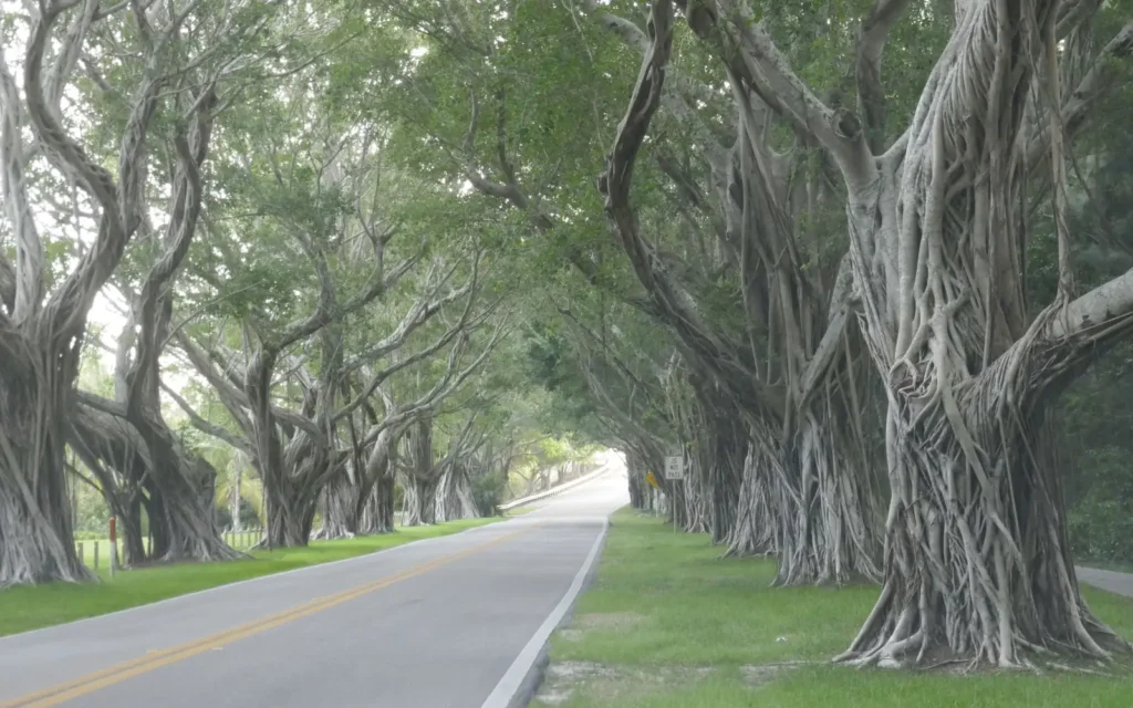 Two-lane road through a tunnel of twisting banyan trees in Hobe Sound, Florida