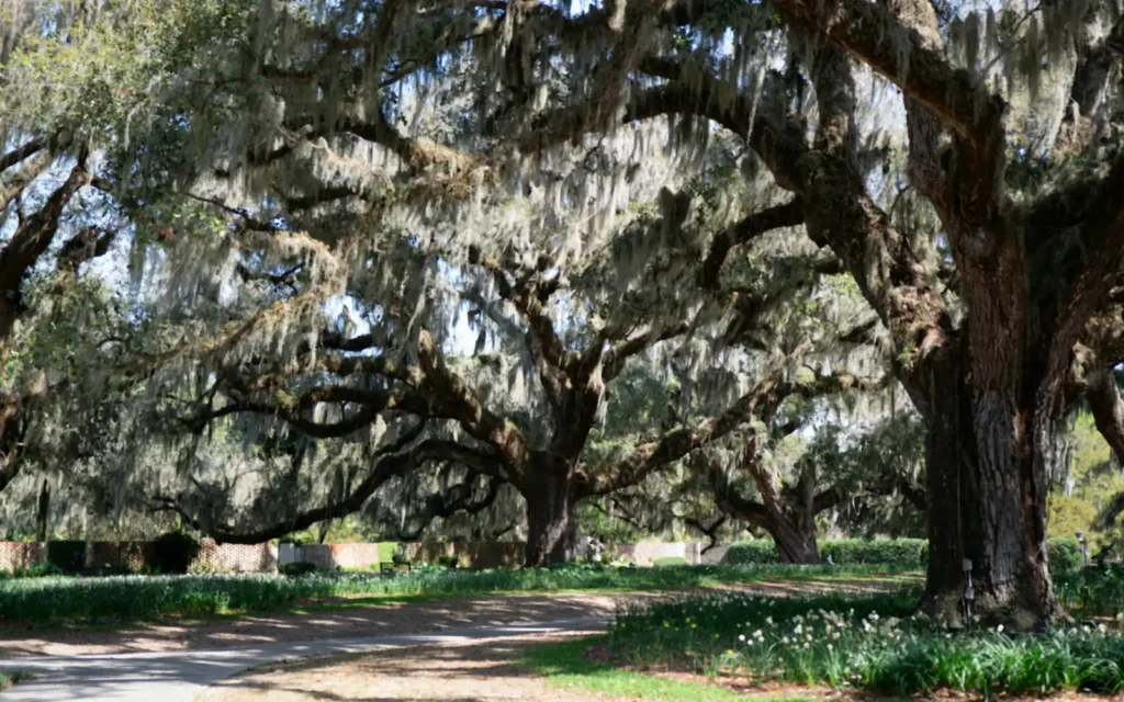 Live oaks draped in Spanish moss over a lane at Brookgreen Gardens, Murrells Inlet, SC